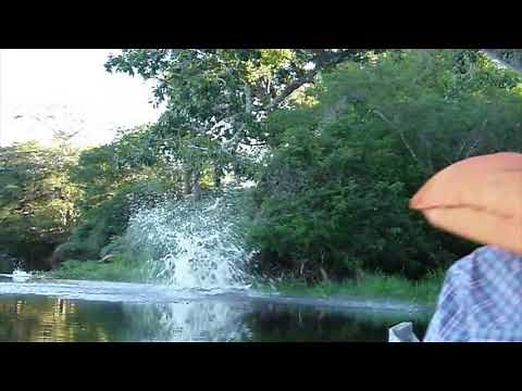 Jaguar jumps from +25ft tree!