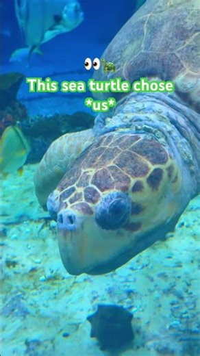 A Sea Turtle Came Inches From Me 🐢✨ | Epcot Aquarium Magic