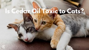 Find Out if Cedar Oil is Toxic to Cats | Cedarcide