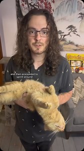 After poo cat zoomies explained #orangecat #orangecatsofinstagram #catsofinstagram #orangecatbehavior #orangeflavoredcat #cat #catdad #catlovers #orangecatsarethebest #funny | Renus Delph