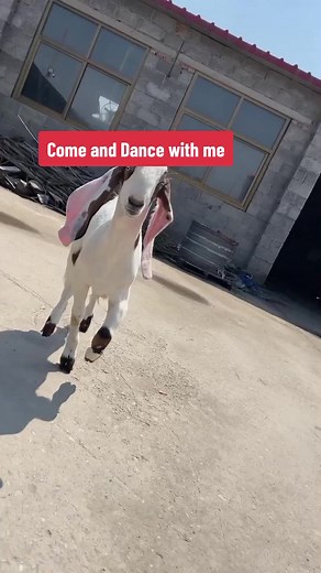 Colorful_chirp on TikTok