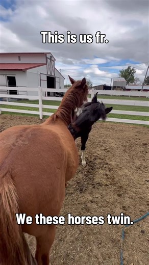 Me and you? #frank #happiacres #farm #horse | horses videos