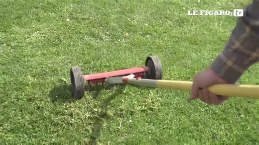 Contrôler le trèfle pour profiter d'un beau gazon