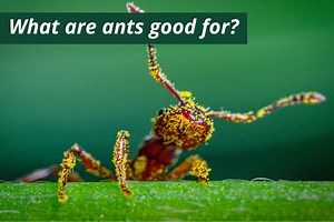 The Benefits & Importance Of Ants: What Are They Good For?