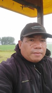 Silage bales, commonly referred to as "balage" or "baleage," are a method of preserving high-moisture forage for cattle by sealing it in plastic to create an anaerobic (oxygen-free) environment for fermentation. This process mimics the "pickling" of pasture, turning sugars into lactic acid to maintain high nutrient levels for cows during periods of poor pasture availability, such as winter or dry seasons. | Benjie Preza