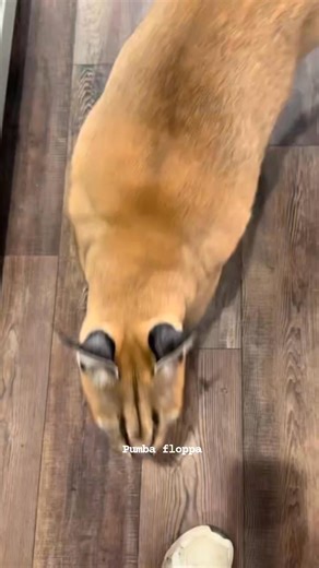 After mad he try to make fun for me 🤣🤣 #cat #catlover #pets #catsoftiktok #petlife #cats #fblifestyle | pumba floppa