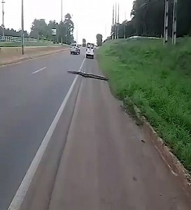 524K views · 896 reactions | Wow ... rare video, a huge python crossing. | Superiores Animal T-Shirt | Facebook