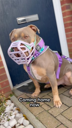 334K views · 4.3K reactions | When they ban your perfectly trained dog and force him into a muzzle #xlbully #dog #bullylife #dogsofinstagram #goodboy #bullyworldwide #cute | Gunner the Stunner | Facebook
