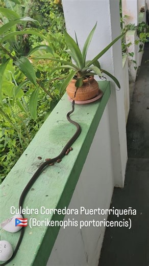 Sol Taíno Experiences on Instagram: "🌞Visita mañanera: La culebra corredora puertorriqueña 🇵🇷 (Borikenophis portoricensis). 🐍Serpiente nativa, de cuerpo delgado y rápido. La 2da más grande de PR. A menudo la confunden con otras peligrosas, pero es inofensiva. Tiene veneno leve que solo causa daño si la muerde y se deja masticar. Se defiende expandiendo su cuello como una cobra. Se alimenta de lagartos y ranas. Vive en diversos hábitats, es diurna y arbórea, y pone huevos."