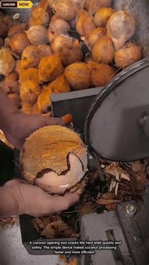 Coconut Shell Removal Tool | Fast & Efficient Coconut Dehusking #workerlife #farminglife