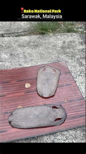 Bako National Park – Malaysia’s Hidden Jungle Paradise! 🌴🐒