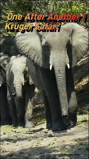 Elephants in the Wild: 3 Herds One After Another | Kruger Safari