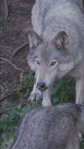 Why Do Wolves Hunt in Packs? Nature's Clever Strategy REVEALED