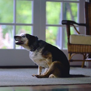 2.7K reactions · 1.4K shares | All that rubbing, licking and scooting can be a sign of an allergic skin condition that needs medical treatment. Take the quiz to learn more. | Zoetis | Facebook