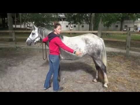 Galop 1 - Les principales parties exterieures du cheval