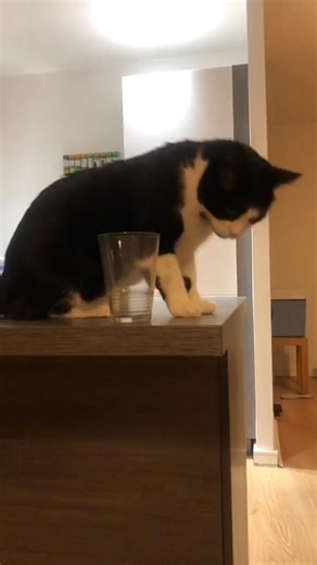 Hey Kitty! 😸 #parody #mickey #funny #tonibasil #comedy #cats #catsoftiktok #cute | Merry & Pippin