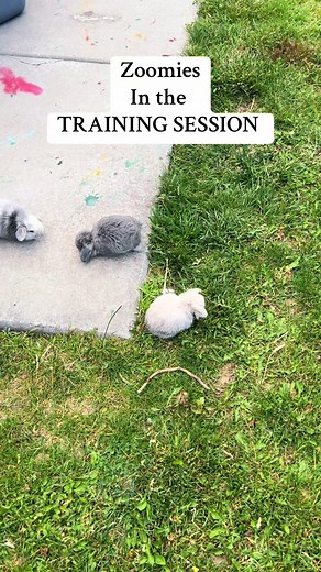 Zoomies in my PET TRAINING session means it’s time to end the bunny training.