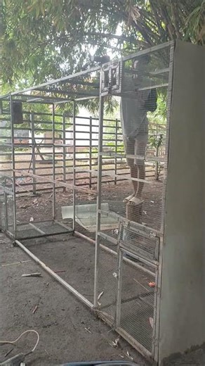 preparation of a colony cage for magpie robins