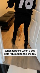 What does it look like when a dog gets returned to the shelter? For each dog it’s a little different, but one thing remains the same every time: it’s heart breaking. Beavis went to a potential foster to adopt home. He was the bestest boy, and did all the right things. Unfortunately, the fosters personal dog changed her mind in regards to the addition of another dog. The fosters did try to work through it, but ultimately they were terrified if Beavis remained with them, their dog would kill him. 