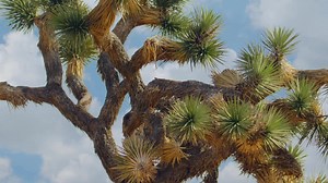Did you know Joshua Trees aren’t really trees? Yeah, me neither. Join me on a detour with United MileagePlus Cards by Chase and Discovery to see the desert in a new light. #ad #chasepartner #californiaadventure #explorerswelcome | Joshua Gates