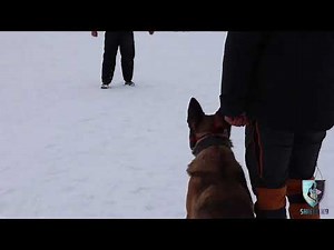 The GUARD command - Level III Protection Dog