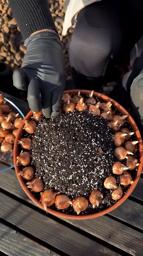 Im Frühling werden zauberhafte Krokusse wachsen! 💜 🪴 Bestellen Sie hochwertige Krokuszwiebeln auf dutch-bulbs.com (Link in der BIO) #krokus #krokusse #krokuszwiebeln #krokusblumen #frühlingsblumen #blumenzwiebeln #gartenliebe #gartenfreude | DUTCH-BULBS.COM
