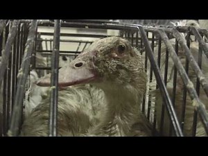 Kate Winslet Exposes Foie Gras Cruelty