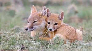 What Colors Can Foxes Be? (With Pictures!)
