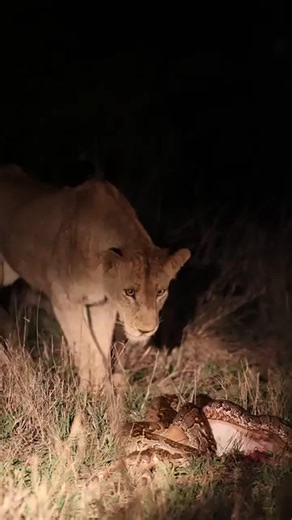 153K views · 1.9K reactions | Lions interrupt Python 勞⁠ ⁠ Nature’s theatre often unfolds in ways that are as raw as they are extra | FII | Facebook