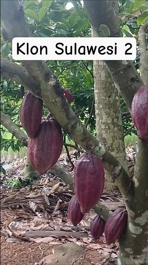 Klon Sulawesi 2 #kakao #petanikakao #budidayakakao