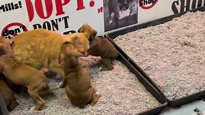 And the cat of the year award goes to……..Morrie!!!!! | For the Love of a Boxer Rescue & Sanctuary - Michigan