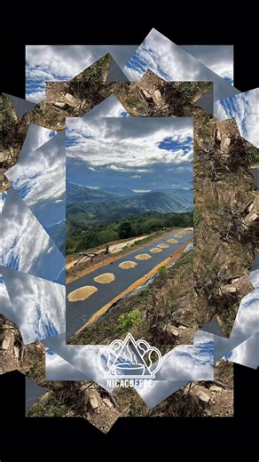 NicaCoffee offering green beans, roasted and ground coffee: Washed Honey Process Natural Process Nicaragua Coffee Producers. Womens Coffee Farmers. #coffeebeans #Nicaraguaescafe #womenbusinessowners #coffeeharvest #coffeeshops