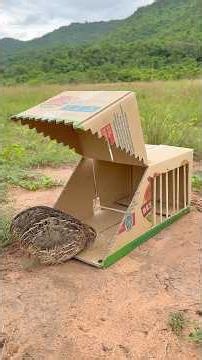 Beautiful DIY Quick Quail Trap Using Cardboard Box #shorts