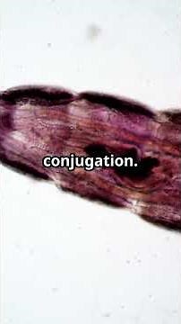 Ciliated Protozoans: Nature’s Tiny Movers!