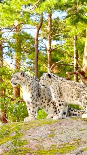 The Most Beautiful Snow Leopards on the Mountain Peak 🐆