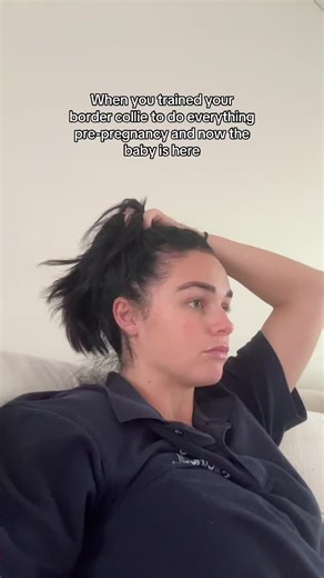 Training Your Border Collie for New Family Dynamics