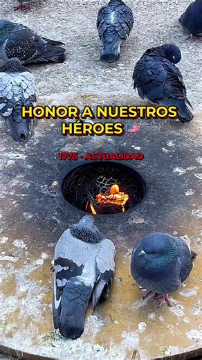Muchos pasan por la Daley Plaza sin ver lo que realmente importa. Este fuego arde desde 1775 por los que dieron todo. Un honor que nunca se apaga en el corazón de Chicago. 🇺🇸🔥 #ChicagoReal #HonorOurHeres #DaleyPlaza #ChicagoLoop #InmigrantesUnidos