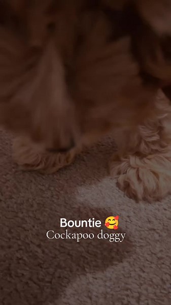 Cute doggy#cockapoo