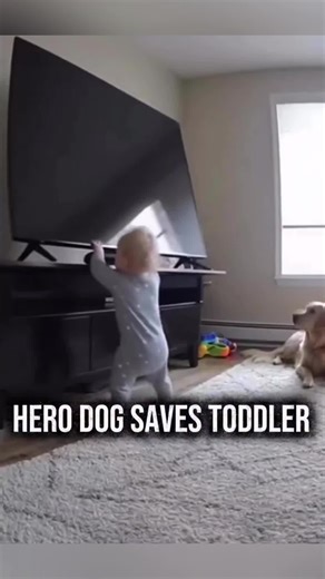 Dogs Protecting Children: A Heartwarming Bond