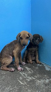 3.3K views · 919 reactions | It’s been awhile since we’ve seen two...