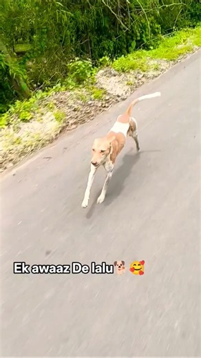 Cute dog #doglover#puppy #shortvideo #love
