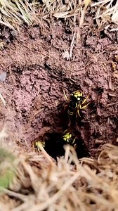 1.5M views · 16K reactions | 5,000 Angry UNDERGROUND Yellow Jacket Wasps ATTACK! #fypシ゚ #viralvideo #hornetking #Yellowjackets | Hornet King | Facebook