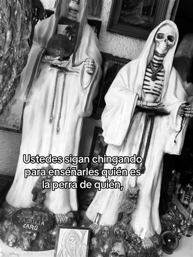 Divertidas travesuras de mi perra