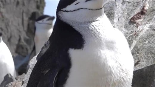 The strangest sleep habits in the animal kingdom