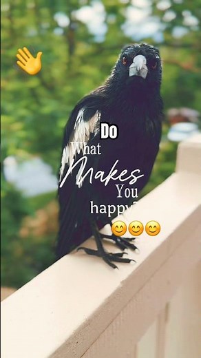 Australia’s Most Common Birds and Sounds!