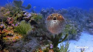 7.9K views · 18 reactions | Shark Week returns to Discovery with bigger sharks and bigger bites on Sunday, July 28! With more than 20 hours of shark programming throughout the week, the 2019 fin-credible lineup will deliver all-new groundbreaking shark stories revealing remarkable insights into the mysterious world of these magnificent creatures. This year, Rob Riggle is diving back into the water for the ultimate “Shark Trip” with some of his celebrity friends. | Sparklight | Facebook