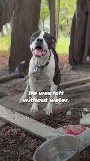 Dogs Found Starving, Infested with Fleas, and Worse