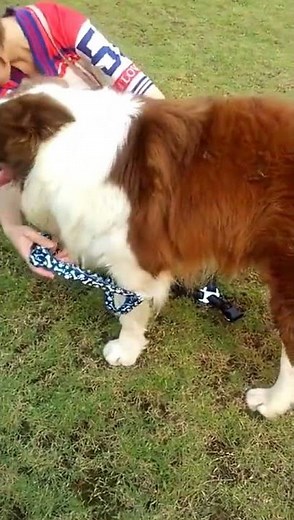 How to put on a dog harness?-qqpets