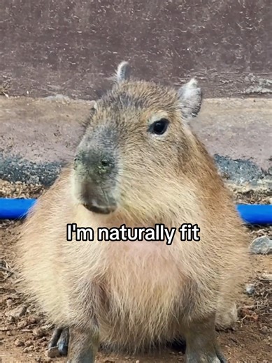 Exploring the Charm of Capybaras as Pets