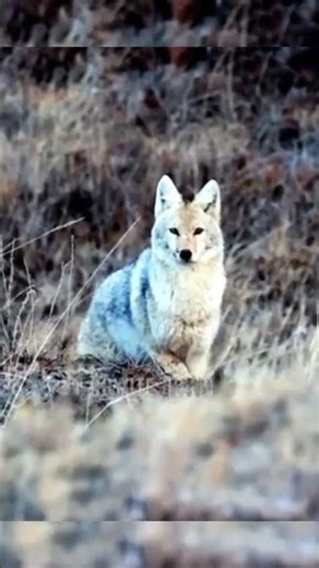 Here’s a clean English description with hashtags you can use (you can copy-paste it):